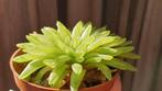 Haworthia kikuhigasa
zeldzaam vetplant, Vetplant, Ophalen of Verzenden, In pot, Minder dan 100 cm