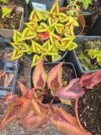 Vele potjes verschillende Persicaria soorten, Twee personen