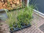 Lampepoetsersgras (Pennisetum alopecuroides), Ophalen, Zomer, Halfschaduw