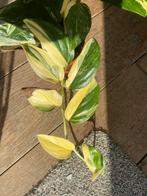 Philodendron standleyana variegata stekken, Ophalen of Verzenden, Overige soorten, Minder dan 100 cm