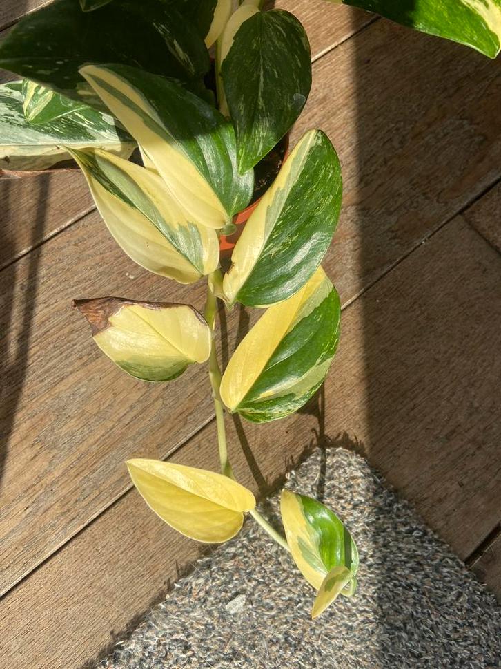 Philodendron standleyana variegata stekken, Huis en Inrichting, Kamerplanten, Overige soorten, Minder dan 100 cm, Ophalen of Verzenden