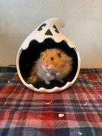 Syrische/goud hamster, Dieren en Toebehoren, Hamster, Mannelijk, Juli, Tam