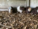 Te koop, Dieren en Toebehoren, Knaagdieren, Meerdere dieren, Cavia, Na 1 juli 2024