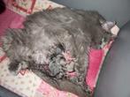 Stamboom Ragdoll kittens van erkende Nederlandse cattery, Dieren en Toebehoren, Meerdere dieren, Gechipt, 0 tot 2 jaar
