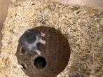 dwerg hamster, Dieren en Toebehoren, Knaagdieren, Mannelijk, Hamster