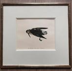 Wil Rombouts / Litho - Krombekstrandloper Calidris, Ophalen of Verzenden