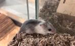 Chinese dwerghamster met toebehoren, Dieren en Toebehoren, April, Vrouwelijk, Hamster