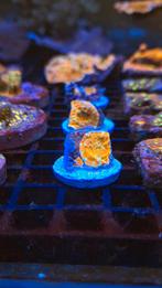 Acantastrea bluebarry koraal Zeewater aquarium, Dieren en Toebehoren, Overige typen, Zoutwatervis