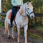 Lieve Andalusiër ruin 18jr, Dieren en Toebehoren, Ruin