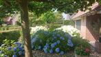Diverse grote hortensia 's., Tuin en Terras, Planten | Tuinplanten, Ophalen, Overige soorten, Halfschaduw
