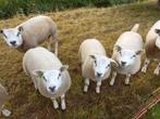 Texelaar lammeren, Dieren en Toebehoren, Schapen, Geiten en Varkens, Meerdere dieren, Schaap