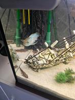 Blue acara vis, Dieren en Toebehoren, Ophalen of Verzenden