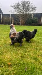 Prachtige USA zijdehoen hanen, Dieren en Toebehoren, Pluimvee, Mannelijk, Kip