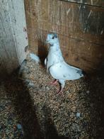 Verschillende kleuren mooie jonge sierduiven, Dieren en Toebehoren, Meerdere dieren, Overige soorten