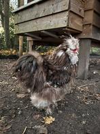 Prachtige usa zijdehoen choco, zwart en blauw mottled hanen, Dieren en Toebehoren, Pluimvee, Mannelijk, Kip
