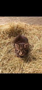 Boerderij kitten Gereserveerd, Dieren en Toebehoren, Katten en Kittens | Raskatten | Korthaar, Kater