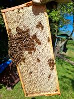 Zomerhoning emmer, Dieren en Toebehoren, Insecten en Spinnen, Bijen