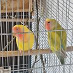 Agapornis roceicollis koppeltje, Meerdere dieren, Dwergpapegaai of Agapornis