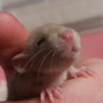 ♥️Gezins ratjes Tam ! ✨️Dumbo Siamese&Husky✨️ 100% ♥️, Rat, Meerdere dieren, Tam, September