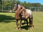 Diversen shetlanders, Dieren en Toebehoren, Merrie, Minder dan 160 cm, Recreatiepaard, 0 tot 2 jaar
