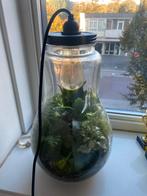 Ecosysteem in glas met lamp, Ophalen, Halfschaduw, Minder dan 100 cm