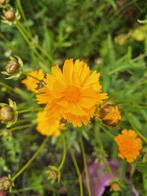 Coreopsis 'Early sunrise' zaden, Ophalen of Verzenden, Voorjaar, Volle zon, Zaad