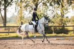 Top D-pony sportmerrie - 7 jaar - Dressuur en Springgefokt, Dieren en Toebehoren, Pony's, Merrie, Dressuurpony, L, D pony (1.37m tot 1.48m)