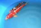 Kohaku 46 cm Sansai, Karper of Koi