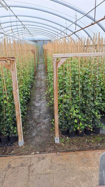 hedera hibernica.klimop beschikbaar voor biedingen