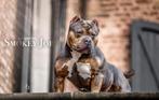 BrutBullys Stamboom American Bully Pups, Dieren en Toebehoren, Honden | Bulldogs, Pinschers en Molossers, Overige rassen, Teef