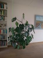 Monstera groot in stenen pot, Ophalen, Halfschaduw