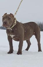 American Bully XXL, Dieren en Toebehoren, Nederland, 15 weken tot 1 jaar, Parvo, Eén hond