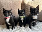 Kruising britse korthaar kittens, Dieren en Toebehoren, Katten en Kittens | Overige Katten, Meerdere dieren, Kortharig, 0 tot 2 jaar