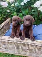 Prachtige labrador choco reutjes, Dieren en Toebehoren, Honden | Retrievers, Spaniëls en Waterhonden, Reu, 8 tot 15 weken, Labrador retriever