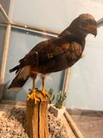 opgezette vogel ( buizerd met ring ), Dieren en Toebehoren, Vogels | Overige Vogels, Mannelijk, Roofvogel, Geringd