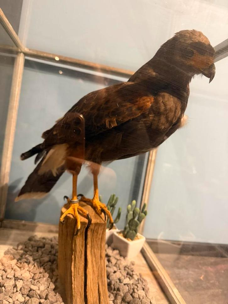 opgezette vogel ( buizerd met ring ), Dieren en Toebehoren, Vogels | Overige Vogels