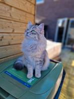 Siberische poes zoekt gouden huisje zonder andere katten, Dieren en Toebehoren, Katten en Kittens | Raskatten | Langhaar, Poes