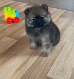 Pomeranian pups met bear face, Keeshond, 8 tot 15 weken, Parvo, Meerdere