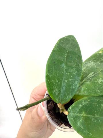 Hoya RHM 14-1 rooted beschikbaar voor biedingen