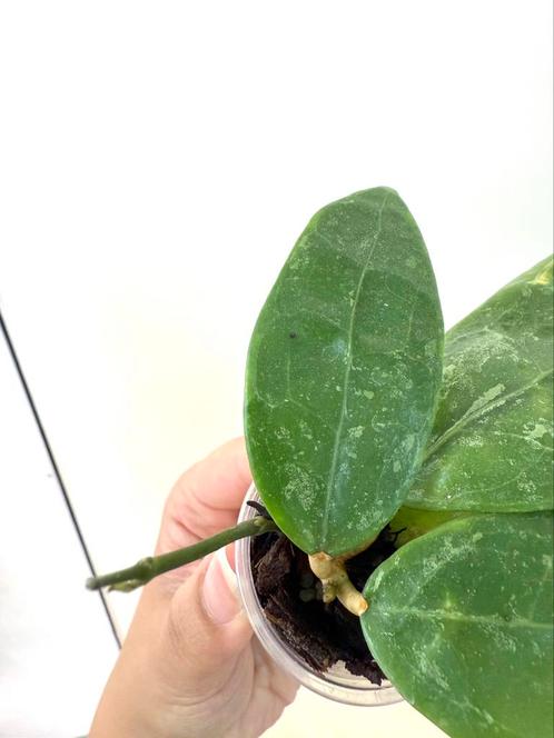Hoya RHM 14-1 rooted, Huis en Inrichting, Kamerplanten, Overige soorten, Minder dan 100 cm, Ophalen of Verzenden