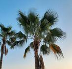 Makkelijk kiemende palmboom zaden type 2, Tuin en Terras, Bloembollen en Zaden, Ophalen, Gehele jaar, Volle zon, Zaad