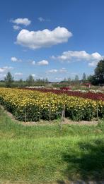Dahlia knollen golden septer, Tuin en Terras, Bloembollen en Zaden, Ophalen of Verzenden, Volle zon, Knol