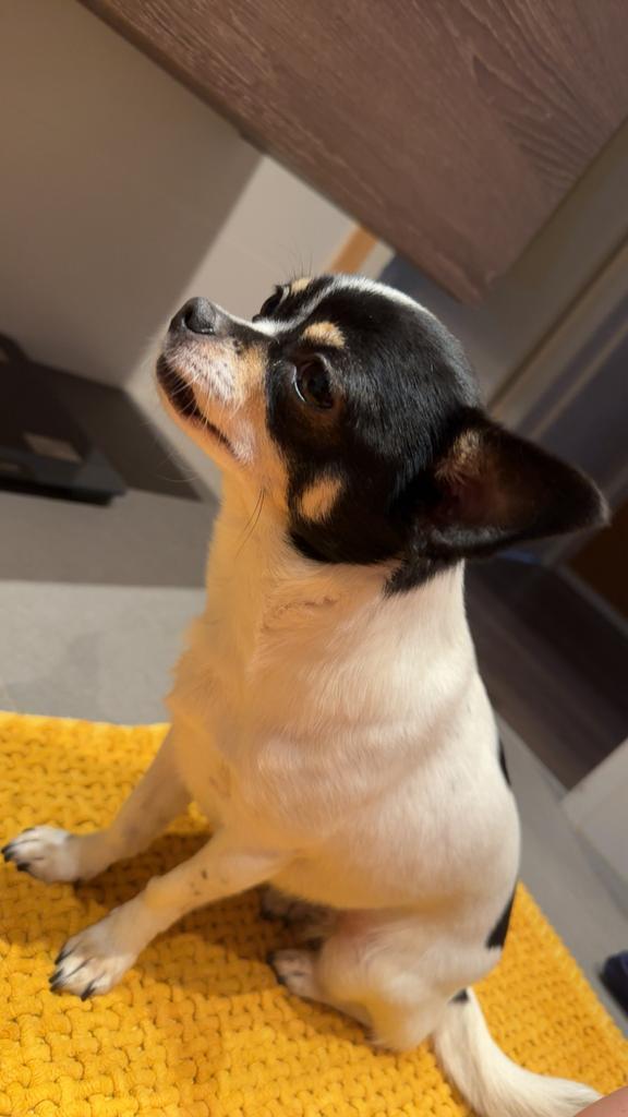Chihuahua/ zwart-wit-bruin, Dieren en Toebehoren, Honden | Niet-rashonden, Klein, Teef, Particulier, Eén hond, Nederland, 1 tot 2 jaar