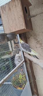 Valkparkiet voor tam te maken, Dieren en Toebehoren, Vogels | Parkieten en Papegaaien, Geslacht onbekend, Parkiet, Geringd