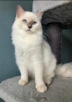 Ragdoll Poesje lilac point met stamboom, Poes, Met stamboom