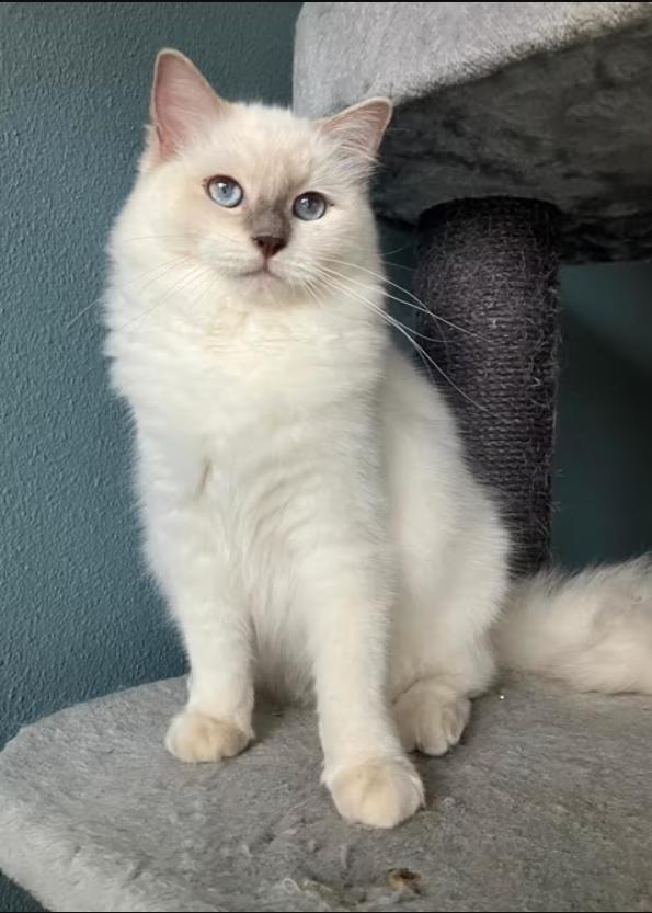 Ragdoll Poesje lilac point met stamboom, Dieren en Toebehoren, Katten en Kittens | Raskatten | Langhaar, Poes, Met stamboom, Gechipt