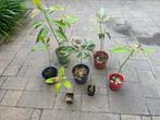 Diverse avocado planten in pot, Ophalen of Verzenden, Zomer, Overige soorten, Volle zon