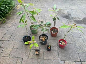 Diverse avocado planten in pot  beschikbaar voor biedingen
