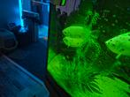 Juwel aquarium met vissen enz. Te koop, Dieren en Toebehoren, Vissen | Aquaria en Toebehoren, Ophalen, Gebruikt, Gevuld zoetwateraquarium