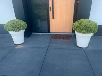 2 grote mooie buxus bollen beschikbaar voor biedingen